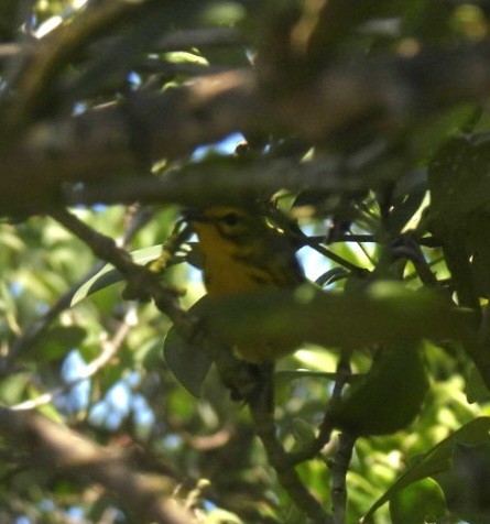 Prairie Warbler - A M