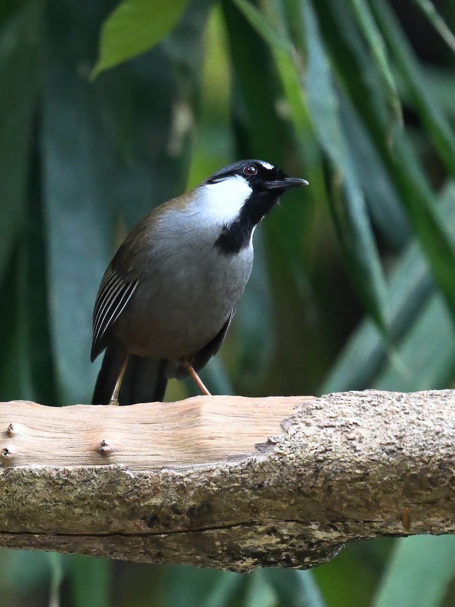 Black-throated Laughingthrush - ML619077412