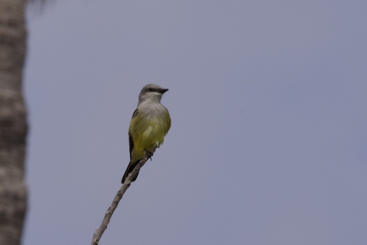 Western Kingbird - John Bruin