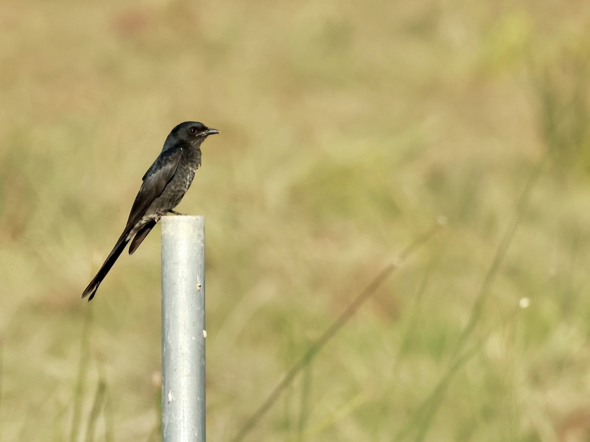 Black Drongo - Glenda Khoo