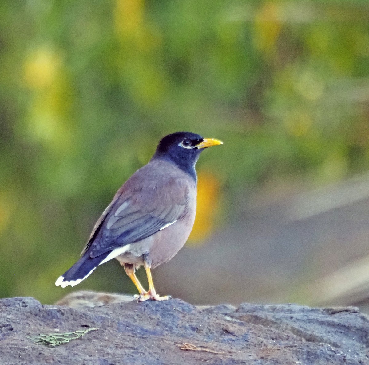 Common Myna - ML619077442