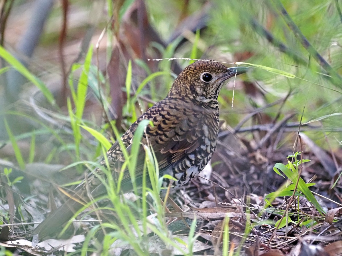 Bassian Thrush - ML619077463