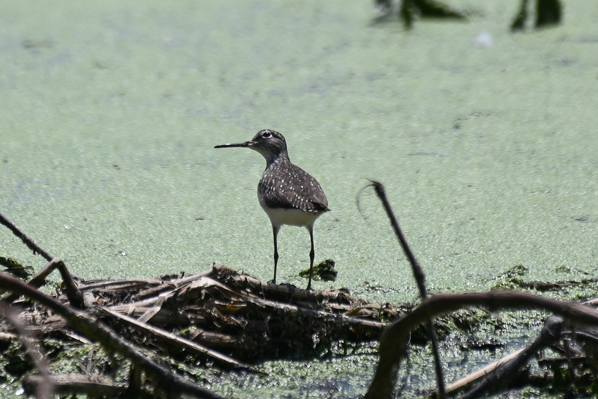 Spotted Sandpiper - ML619077464