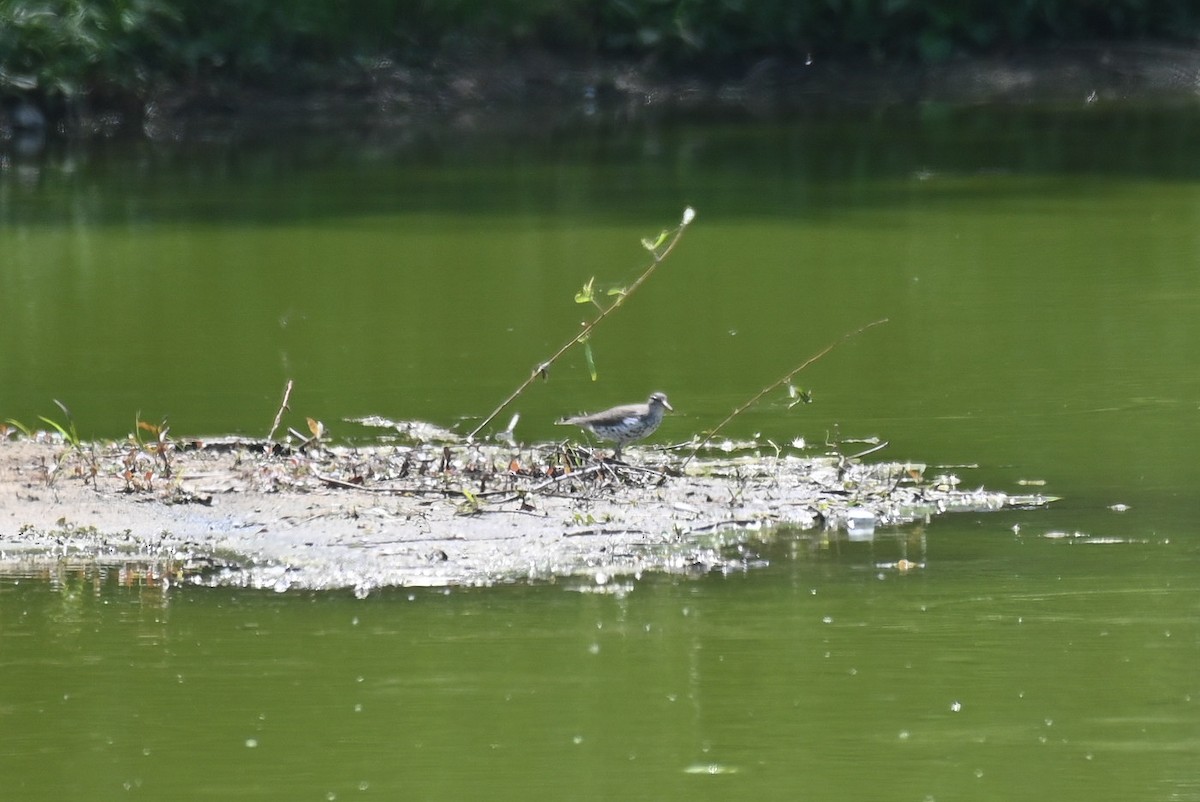 Spotted Sandpiper - ML619077465