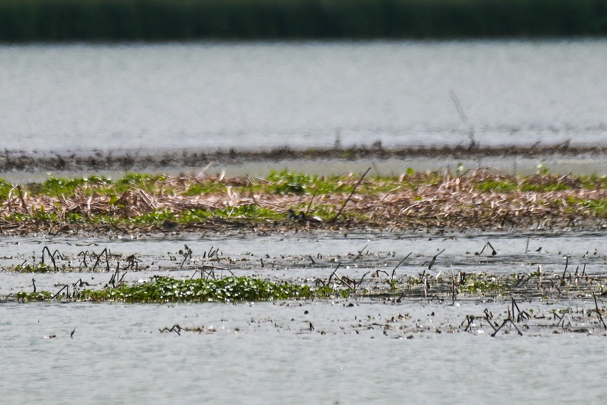 Black-necked Stilt - ML619077470