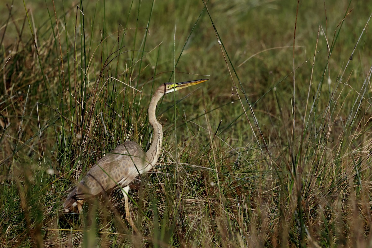 Purple Heron - Glenda Khoo