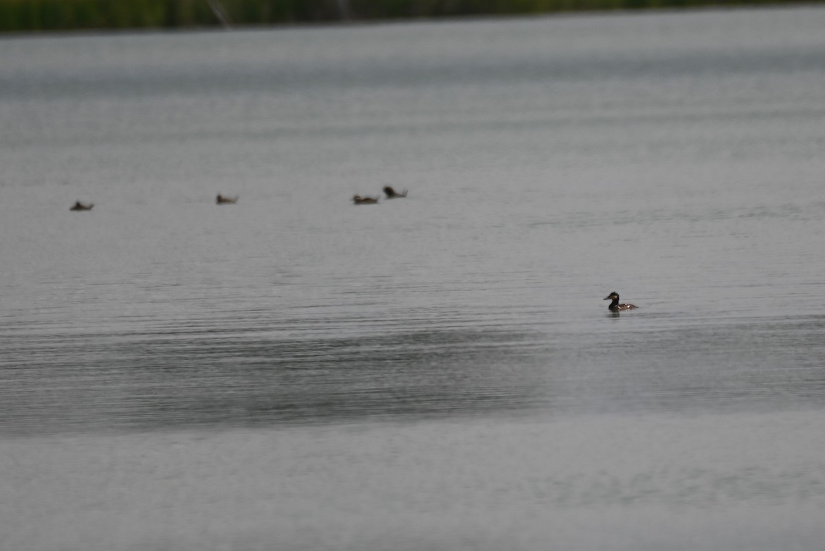 Ruddy Duck - ML619077487