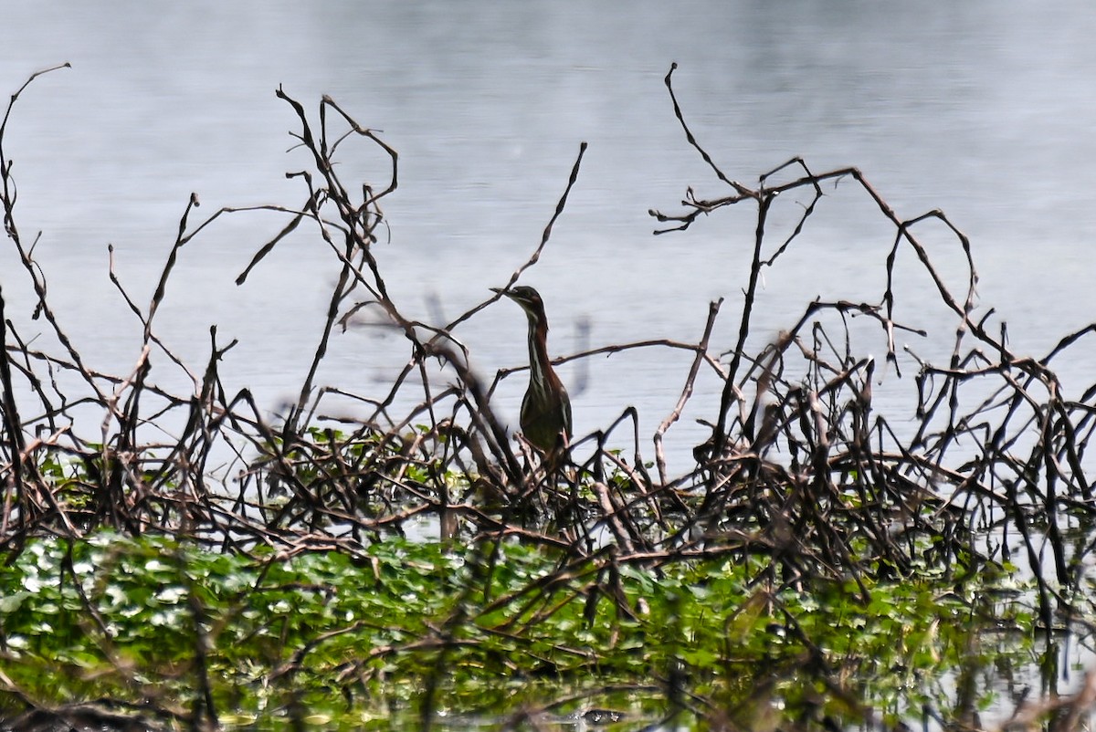 Green Heron - ML619077498