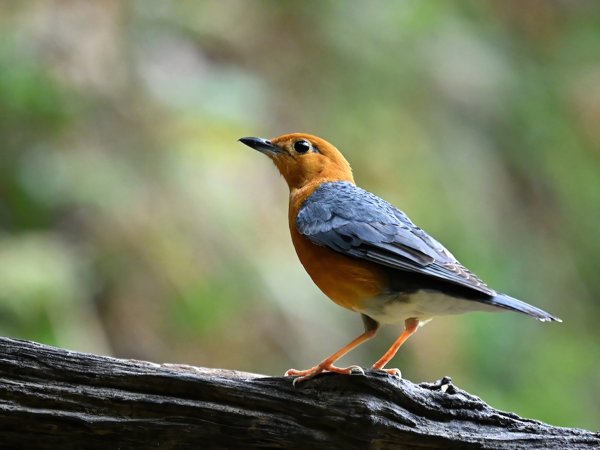 Orange-headed Thrush (Orange-headed) - peng su