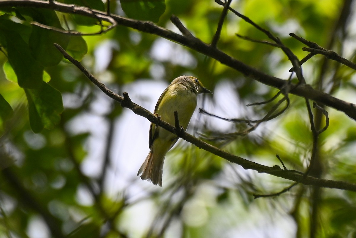 White-eyed Vireo - ML619077502