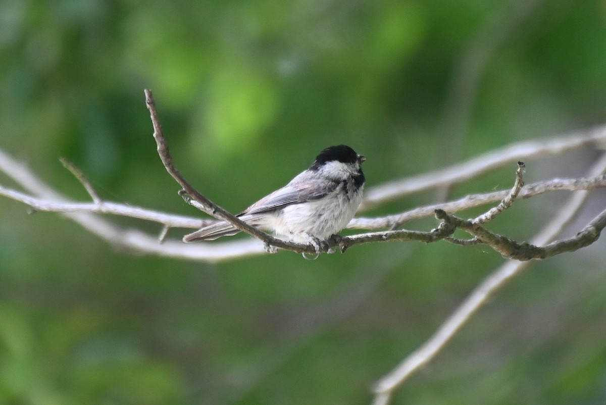 Carolina Chickadee - ML619077508