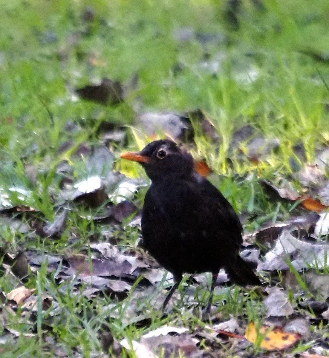 Eurasian Blackbird - ML619077509