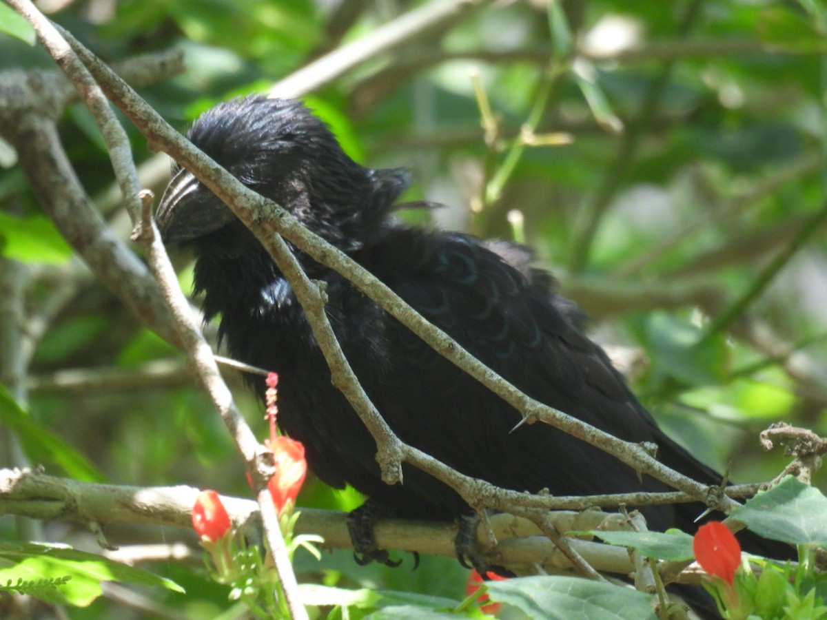 Groove-billed Ani - ML619077519