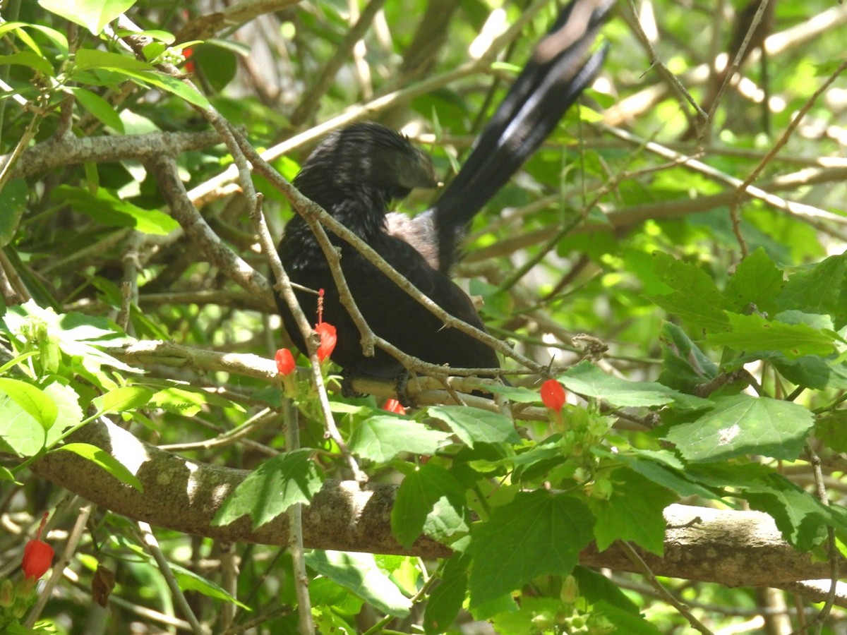 Groove-billed Ani - A M