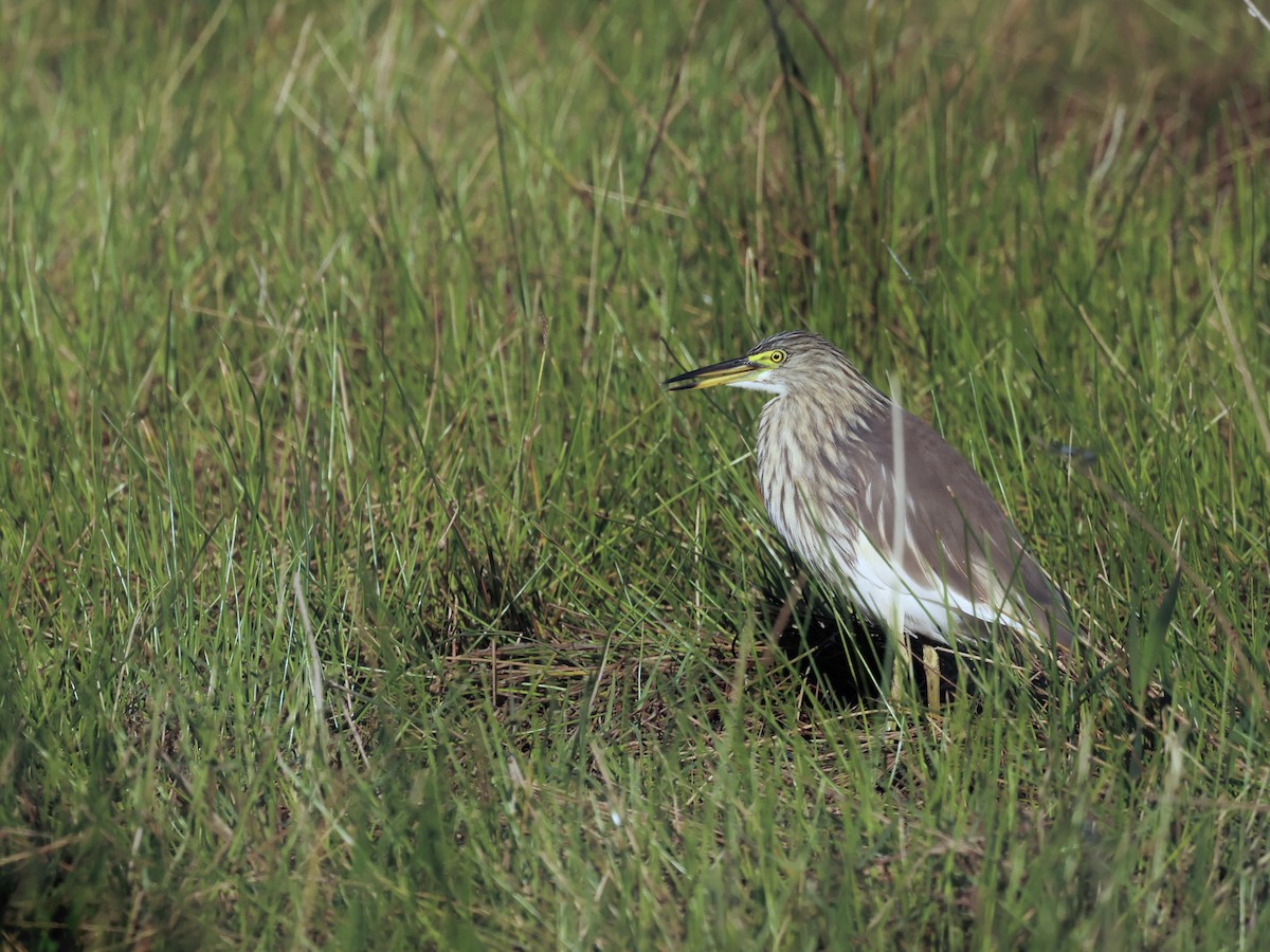 Chinese Pond-Heron - Glenda Khoo