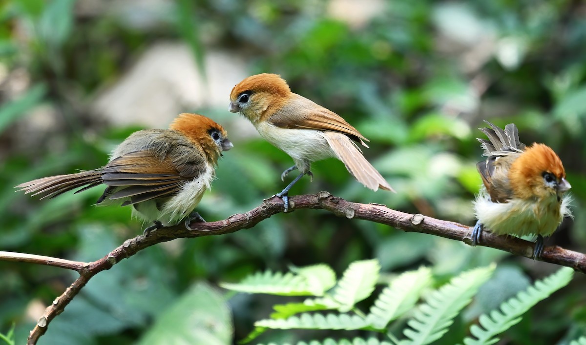 Pale-billed Parrotbill - ML619077548