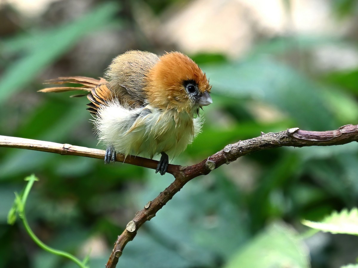 Pale-billed Parrotbill - peng su