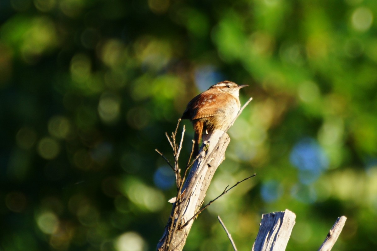 Carolina Wren - B E