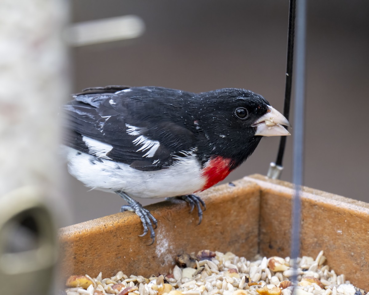 Rose-breasted Grosbeak - Hank Davis