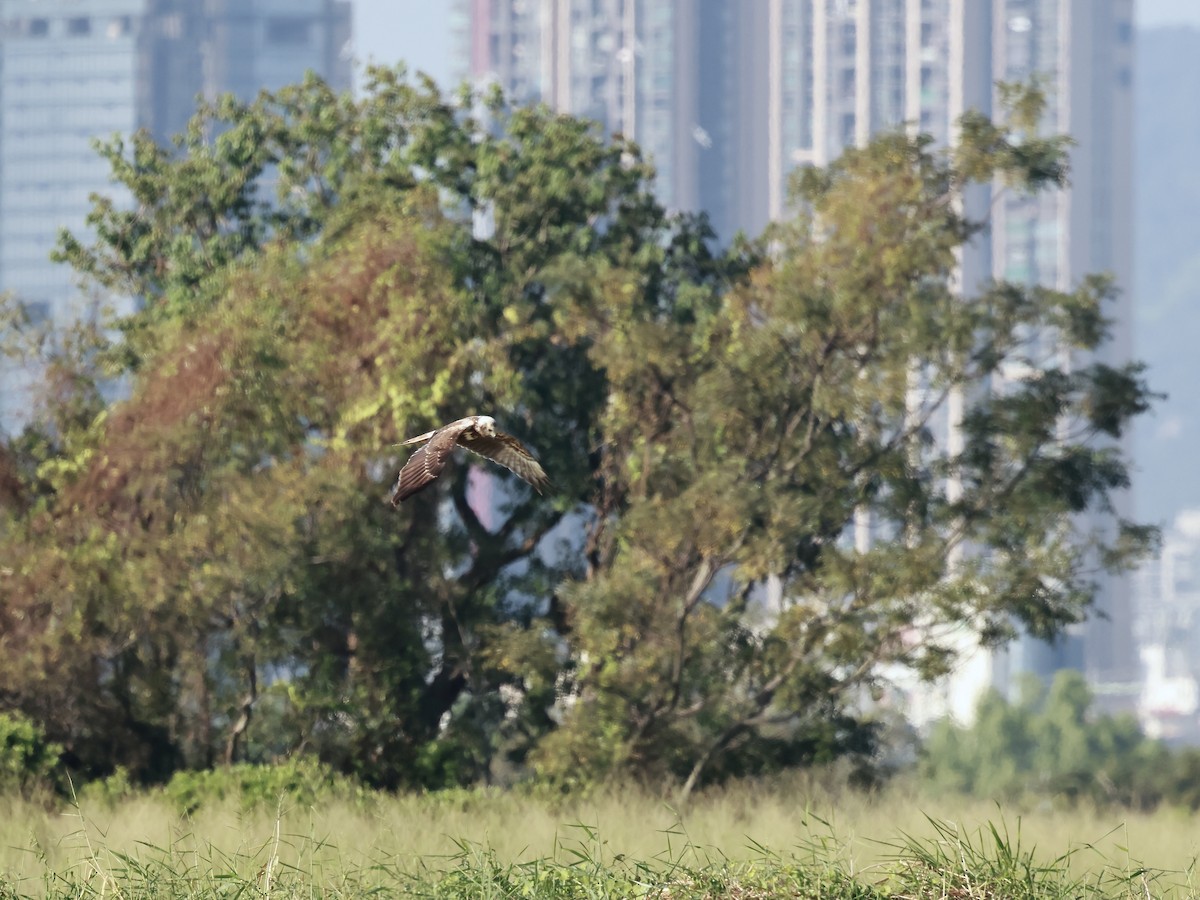 Eastern Marsh Harrier - ML619077573