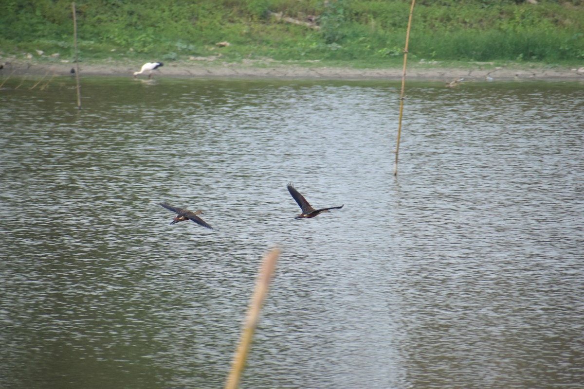 Lesser Whistling-Duck - Arghya Dey Sarkar