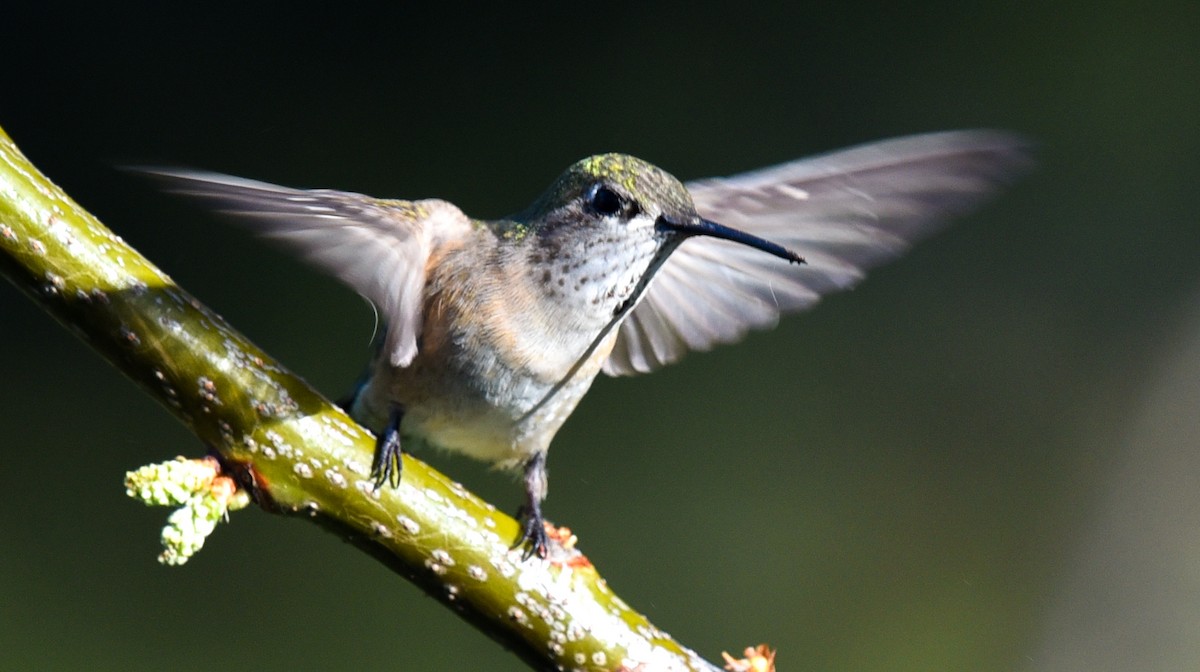 Calliope Hummingbird - Barbara Maytom