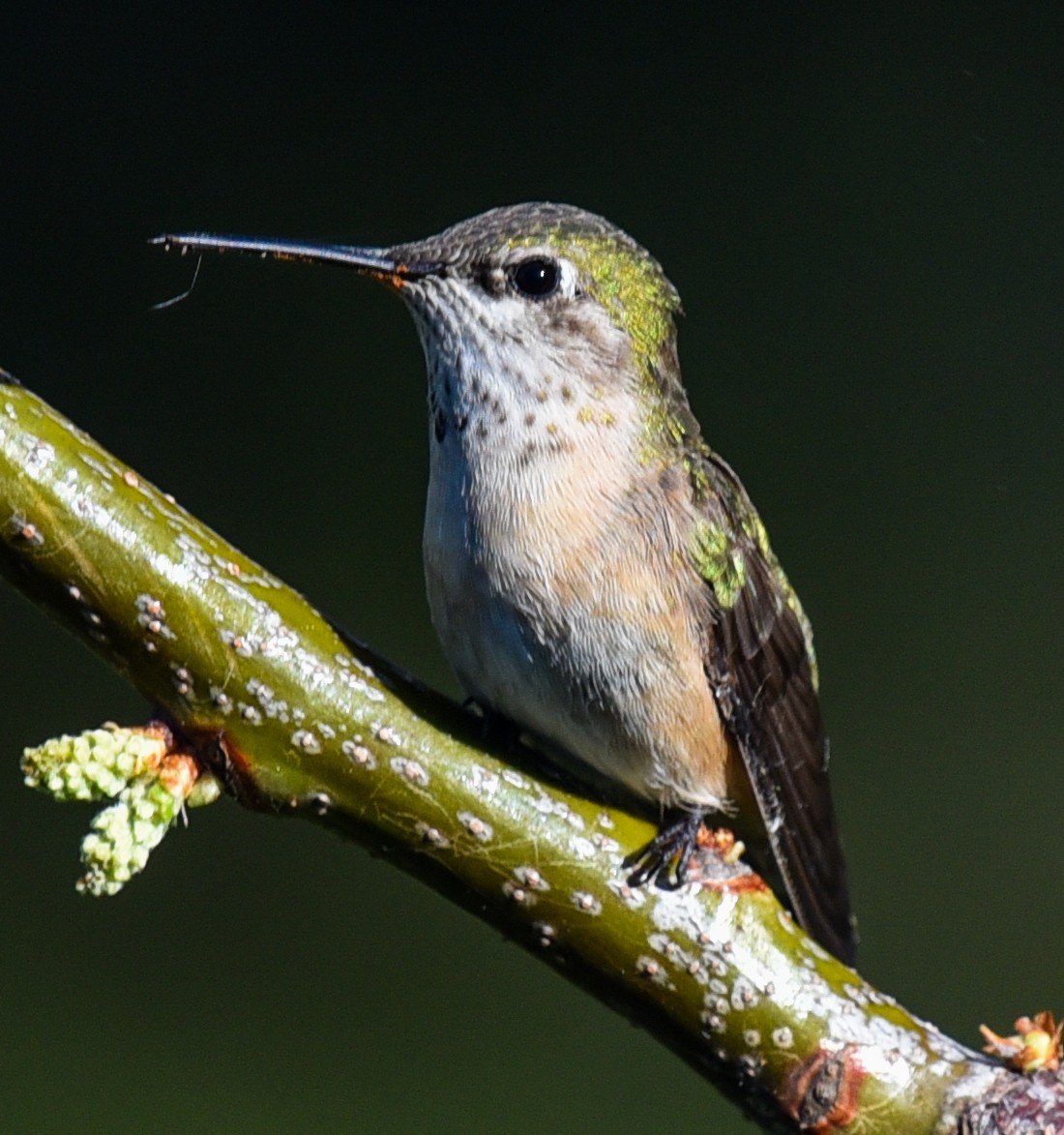 Calliope Hummingbird - Barbara Maytom