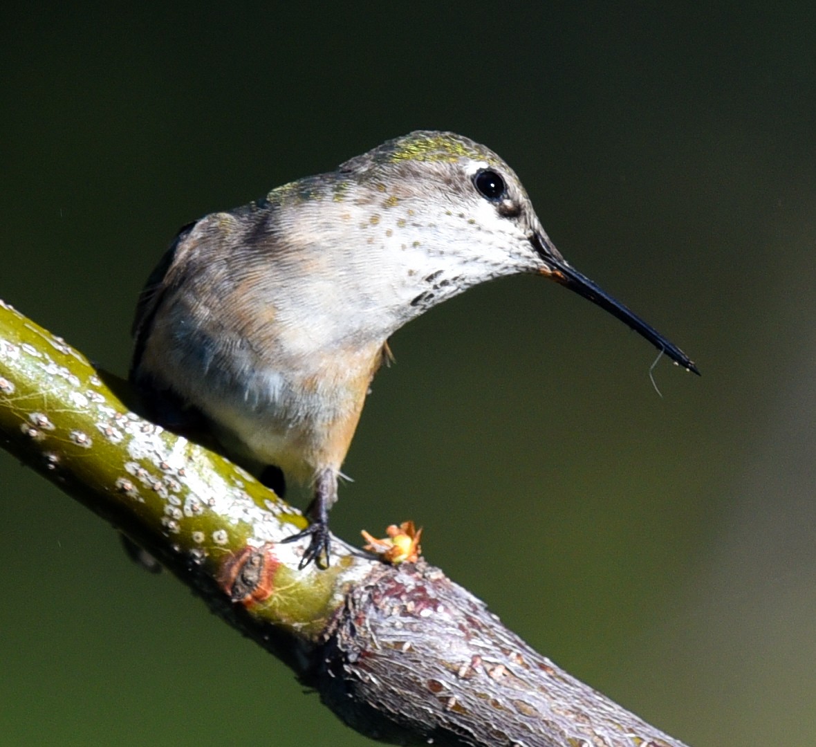 Calliope Hummingbird - Barbara Maytom