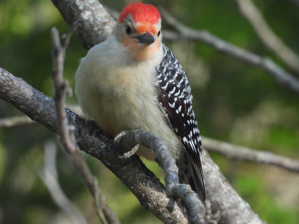 Red-bellied Woodpecker - Belinda  Gallagher