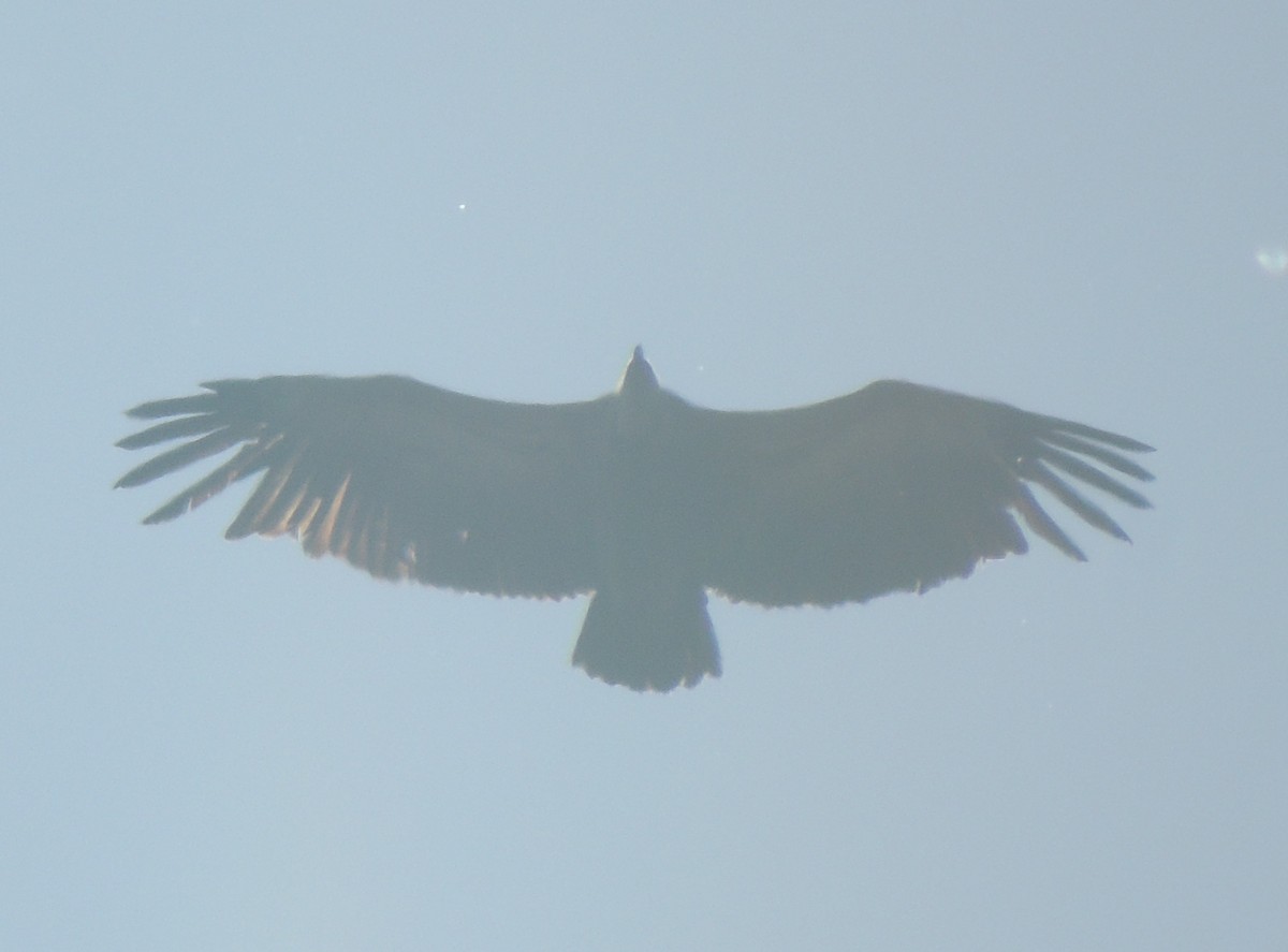 Eurasian Griffon - Mark Easterbrook