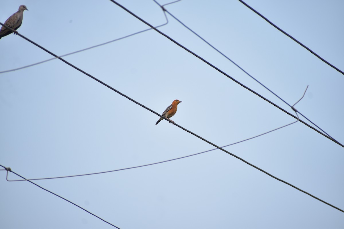 Orange-headed Thrush - Arghya Dey Sarkar