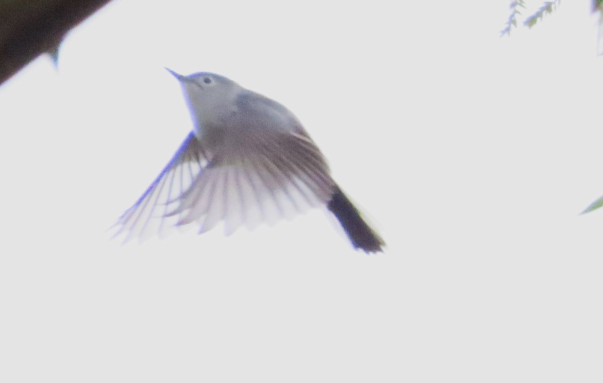 Blue-gray Gnatcatcher - Anonymous