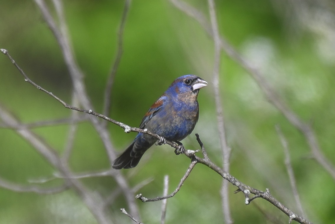 Blue Grosbeak - Patty Masten