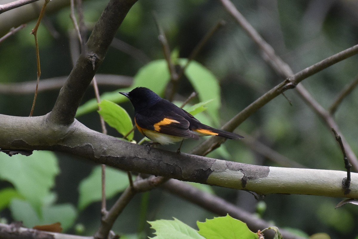 American Redstart - Max Collins