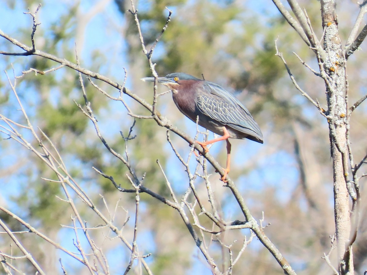 Green Heron - ML619077730