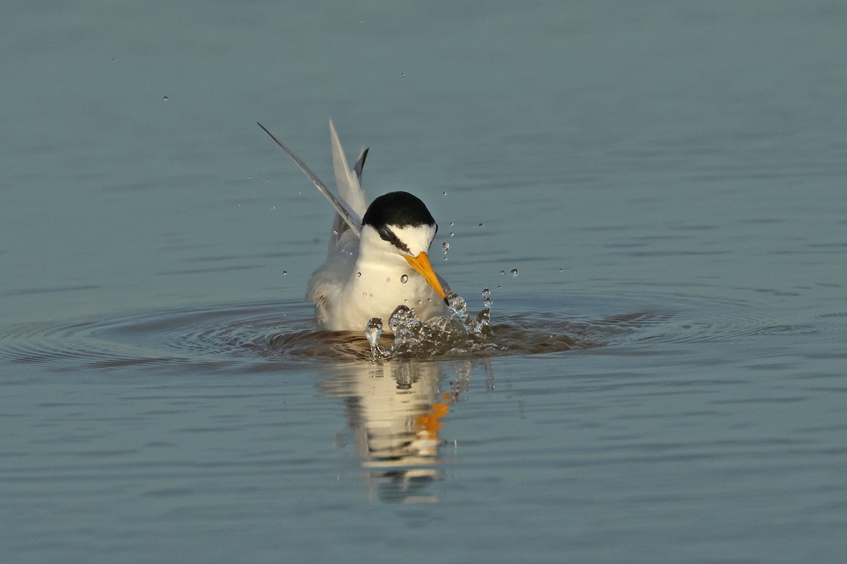 Little Tern - Dave Bakewell