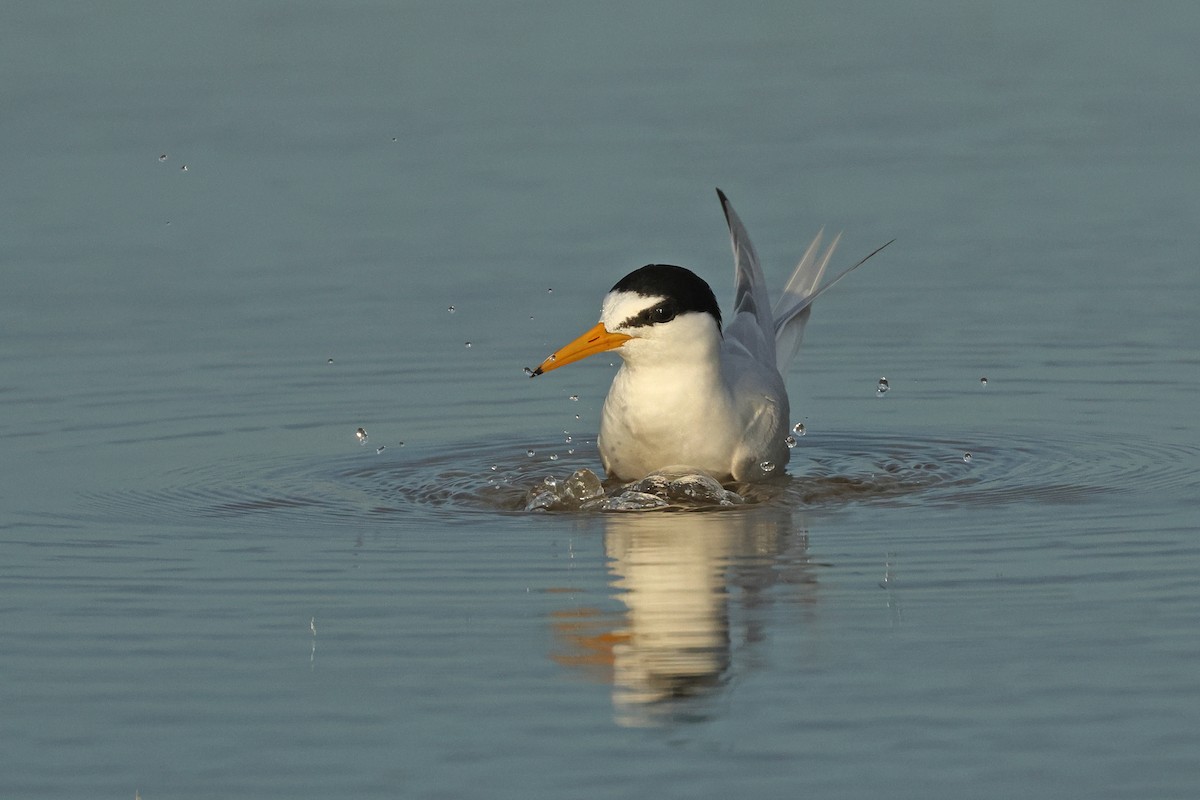 Little Tern - Dave Bakewell