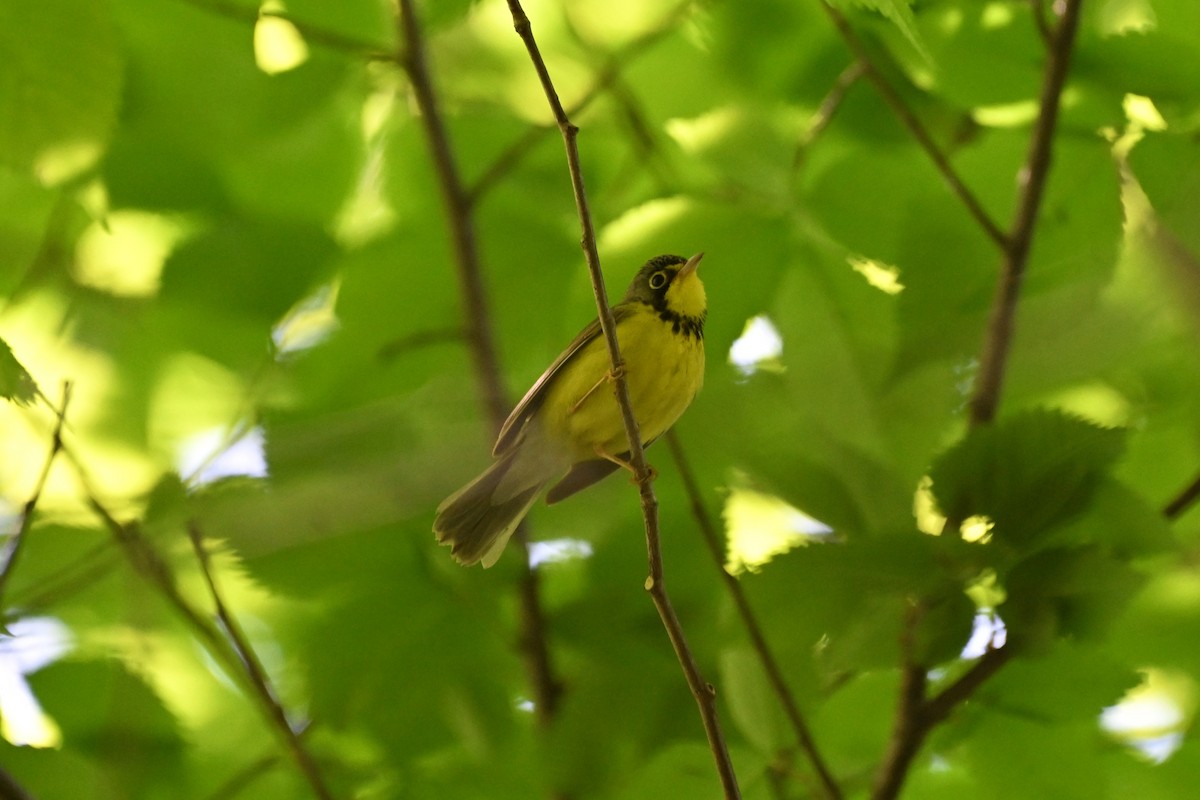 Canada Warbler - Max Collins