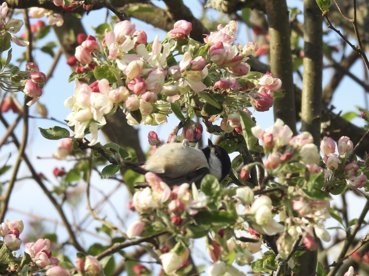 Black-capped Chickadee - ML619077766