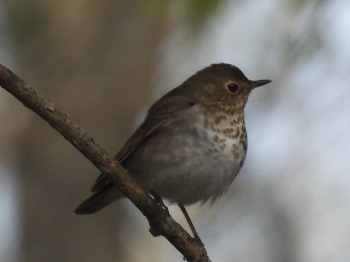 Swainson's Thrush - ML619077789