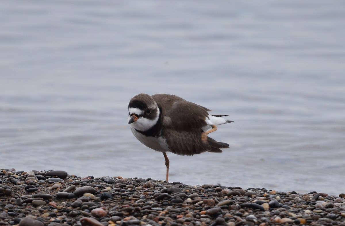 Semipalmated Plover - ML619077799