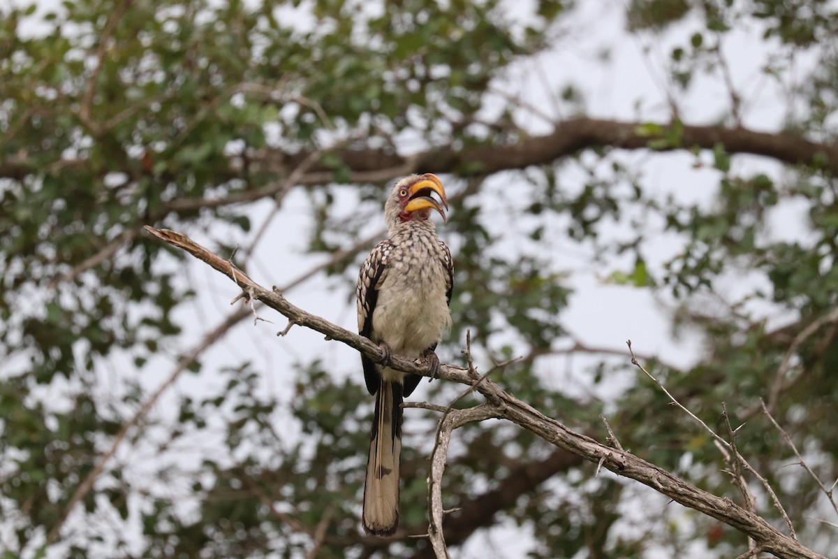 Southern Yellow-billed Hornbill - Joseph Bozzo
