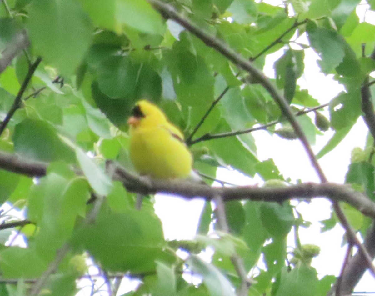 American Goldfinch - Anonymous