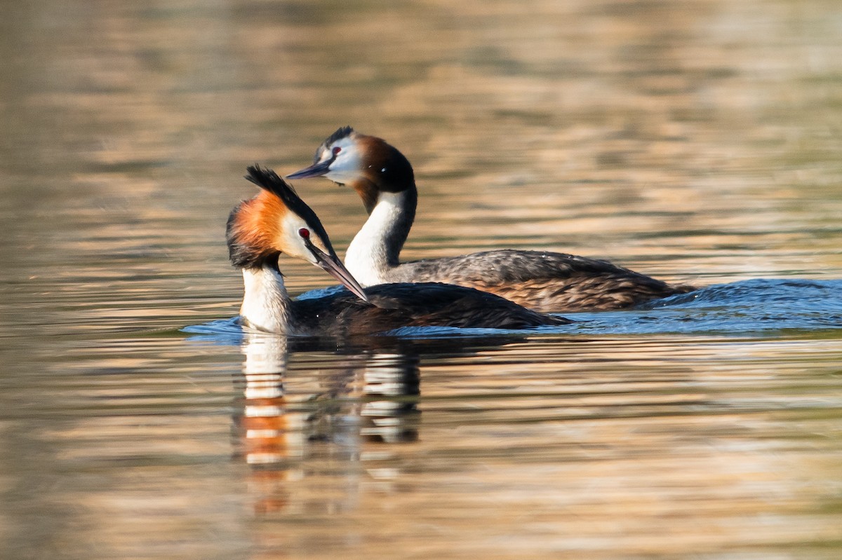 Great Crested Grebe - Jemelee Alvear