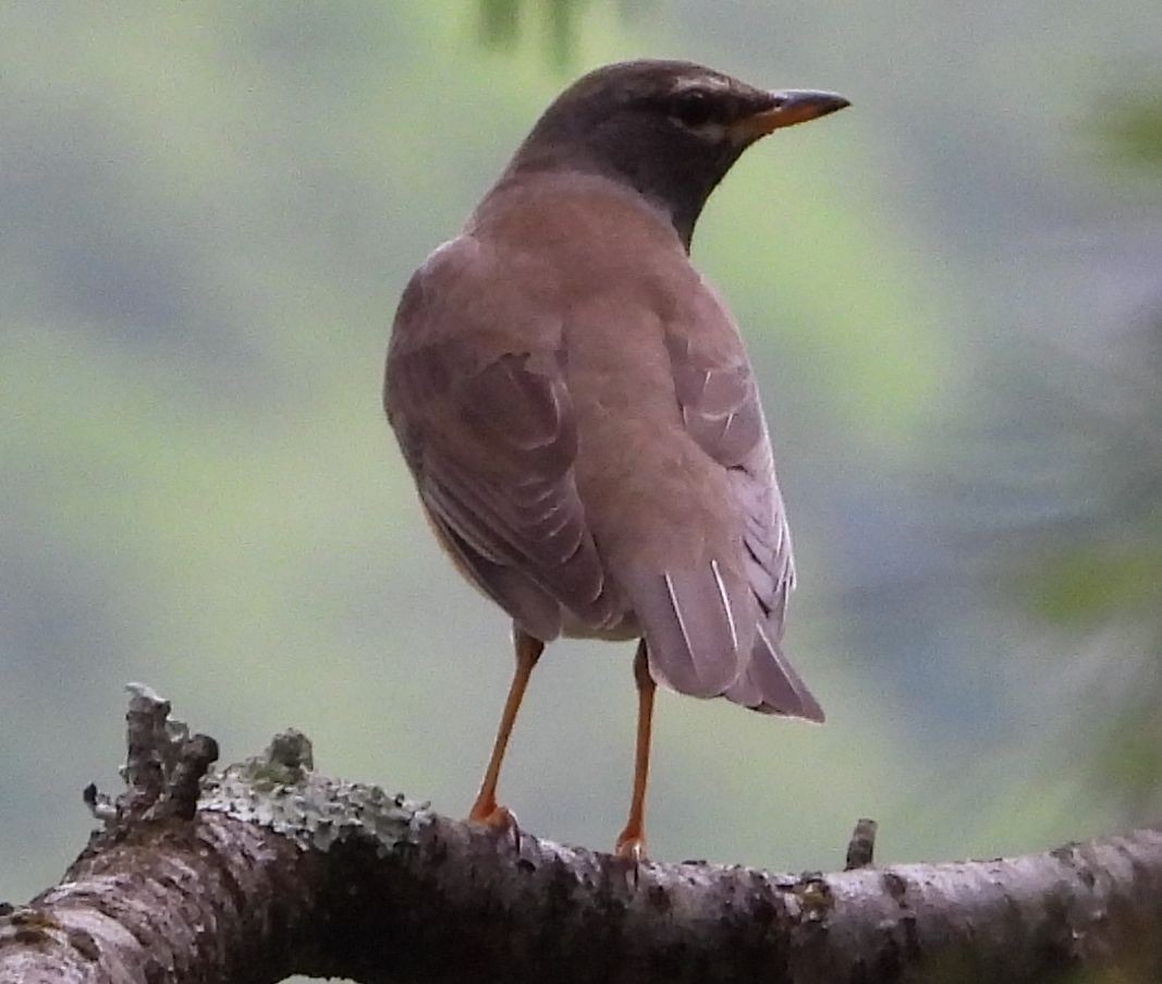 Eyebrowed Thrush - ML619077849