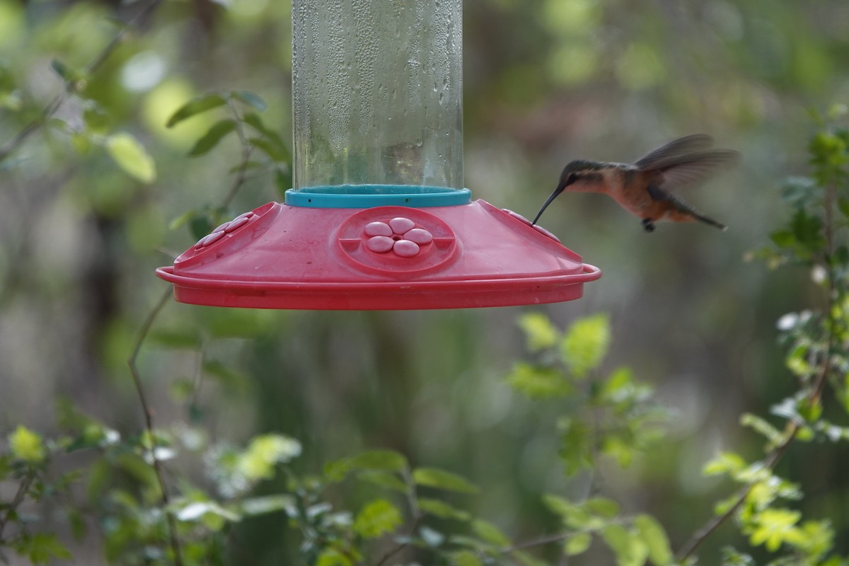 Lucifer Hummingbird - Lynn Thompson