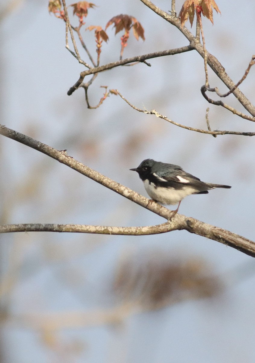 Black-throated Blue Warbler - David Currie