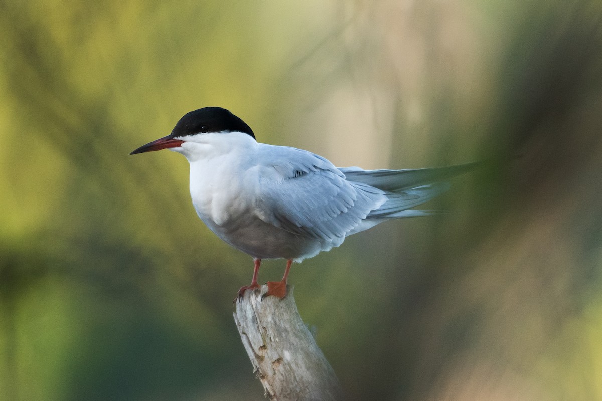 Common Tern - Jemelee Alvear