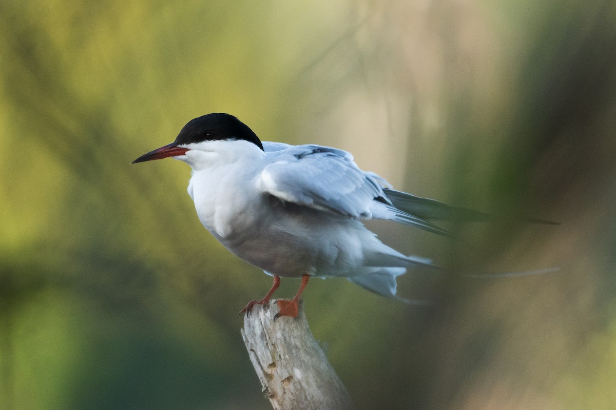 Common Tern - Jemelee Alvear