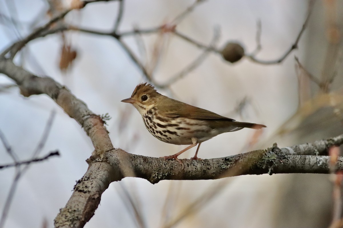 Ovenbird - David Currie